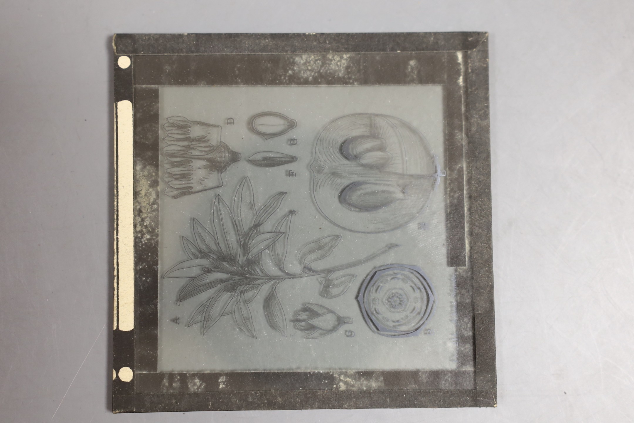 Approx 150 monochrome photographic glass slides, mainly botanical and Caribbean agricultural scenes.